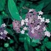 Hortensia - Hydrangea Aspera Villosa -MAO PLANTES Magasin HORTENSIA villosa 67849 1