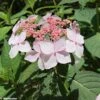 Hortensia - Hydrangea Serrata Grayswood -MAO PLANTES Magasin HYDRANGEA SERRATA GRAYSWOOD 781676 1