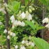 Halesia Carolina - Arbre Aux Cloches D'argent -MAO PLANTES Magasin Halesia Carolina 9657 1