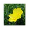 Halimium April Sun - Faux-ciste Jaune. -MAO PLANTES Magasin Halimium April Sun 84089 1