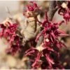 Hamamelis Vernalis Amethyst - Noisetier De Sorcière -MAO PLANTES Magasin Hamamelis vernalis Amethyst 84092 1
