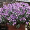 Hebe Garden Beauty Purple - Véronique Arbustive -MAO PLANTES Magasin Hebe Garden Beauty Purple 88807 1