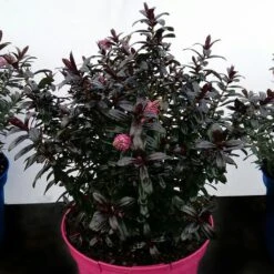 Hebe Joan Mac - Véronique Arbustive