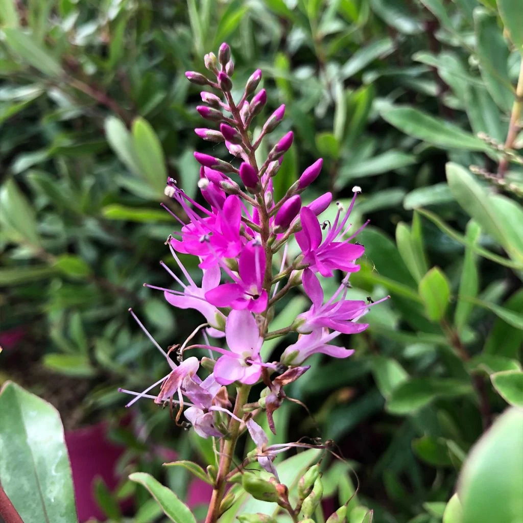 Hebe Wiri Charm - Véronique Arbustive 3 Hebe Wiri Charm - Véronique Arbustive