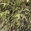 Hibanobambusa Tranquillans Shiroshima - Petit Bambou 2 Hibanobambusa Tranquillans Shiroshima - Petit Bambou -MAO PLANTES Magasin Hibanobambusa tranquillans Shiroshima 84903 1