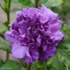 Hibiscus French Cabaret Purple - Althéa Double Violette -MAO PLANTES Magasin Hibiscus French Cabaret Purple 81303 1