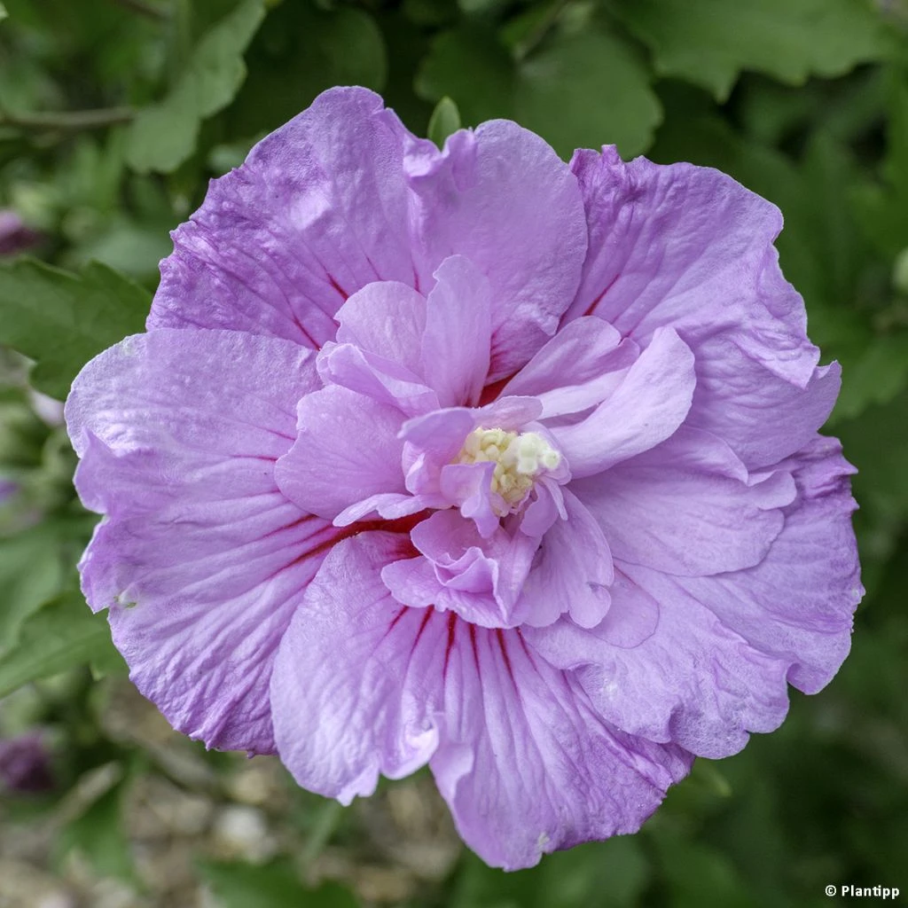 Hibiscus Syriacus Lavender Chiffon - Althéa Rose 3 Hibiscus Syriacus Lavender Chiffon - Althéa Rose