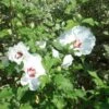 Hibiscus Syriacus Sup'Heart - Althéa à Grosses Fleurs -MAO PLANTES Magasin Hibiscus Sup Heart 9713 1