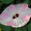 Hibiscus Moscheutos Fujin - Hibiscus Des Marais Nain 2 Hibiscus Moscheutos Fujin - Hibiscus Des Marais Nain -MAO PLANTES Magasin Hibiscus moscheutos Fujin 89522 1