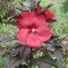 Hibiscus Moscheutos Geant Red - Hibiscus Des Marais En Pot De 1L/1,5L -MAO PLANTES Magasin Hibiscus moscheutos Geant Red Hibiscus des marais en pot de 1L15L IF 15637 1