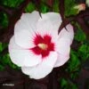 Hibiscus Moscheutos Joli Coeur - Hibiscus Des Marais 2 Hibiscus Moscheutos Joli Coeur - Hibiscus Des Marais -MAO PLANTES Magasin Hibiscus moscheutos Joli Coeur 100636 1