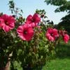 Hibiscus Moscheutos PLANET Griotte - Hibiscus Des Marais -MAO PLANTES Magasin Hibiscus moscheutos PLANET Griotte TANGRI 82331 1