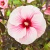 Hibiscus Moscheutos Pink Candy - Hibiscus Des Marais 1 Hibiscus Moscheutos Pink Candy - Hibiscus Des Marais -MAO PLANTES Magasin Hibiscus moscheutos Pink Candy 100637 1