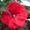 Hibiscus Moscheutos Red Wine - Hibiscus Des Marais -MAO PLANTES Magasin Hibiscus moscheutos Red Wine 100639 1