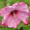 Hibiscus Moscheutos Sweet Caroline - Hibiscus Des Marais 2 Hibiscus Moscheutos Sweet Caroline - Hibiscus Des Marais -MAO PLANTES Magasin Hibiscus moscheutos Sweet Caroline 83350 1