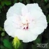 Hibiscus Syriacus China Chiffon - Althéa Blanc -MAO PLANTES Magasin Hibiscus syriacus China Chiffon 100641 1