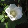 Hibiscus Syriacus Diana - Althéa Blanc -MAO PLANTES Magasin Hibiscus syriacus Diana 88712 1