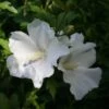Hibiscus Syriacus Eléonore - Althéa Simple, Blanc Pur -MAO PLANTES Magasin Hibiscus syriacus Eleonore 82325 1