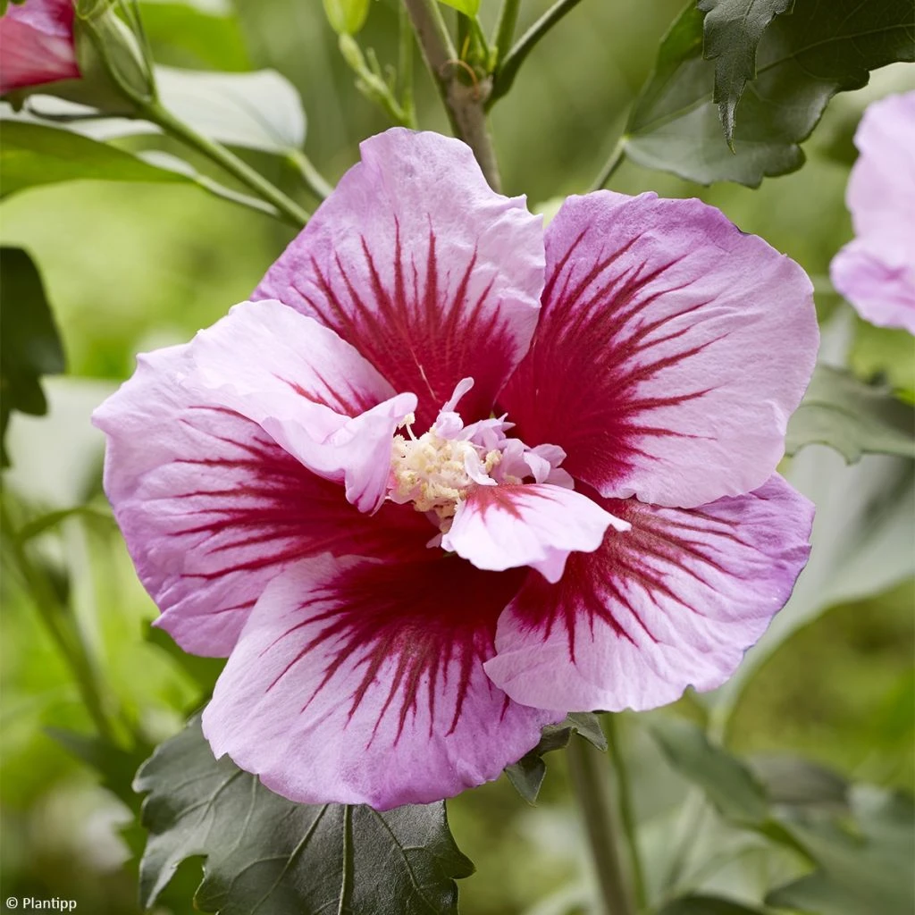 Hibiscus Syriacus Flower Tower Purple - Althea Rose à Coeur Rouge 3 Hibiscus Syriacus Flower Tower Purple - Althea Rose à Coeur Rouge