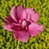 Hibiscus Syriacus Flower Tower Ruby - Althea 1 Hibiscus Syriacus Flower Tower Ruby - Althea -MAO PLANTES Magasin Hibiscus syriacus Flower Tower Ruby Althea rose rouge fonce copyright 179010 1