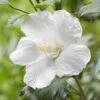 Hibiscus Syriacus Flower Tower White - Althea Blanc -MAO PLANTES Magasin Hibiscus syriacus Flower Tower White Gandini van Aart Althea blanc copyright 17191 1