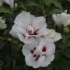 Hibiscus Syriacus Lady Stanley - Althéa Semi-double Bicolore -MAO PLANTES Magasin Hibiscus syriacus Lady Stanley 81337 1