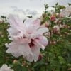 Hibiscus Syriacus Leopoldii - Althea En Arbre -MAO PLANTES Magasin Hibiscus syriacus Leopoldii 100642 1