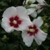 Hibiscus Syriacus Shintaeyang - Althéa Blanc à Coeur Rouge Cerise -MAO PLANTES Magasin Hibiscus syriacus Shintaeyang 81338 1