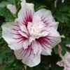 Hibiscus Syriacus Starburst Chiffon - Althéa -MAO PLANTES Magasin Hibiscus syriacus Starburst Chiffon Althea copyright 837381 3