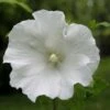 Hibiscus Syriacus Totus Albus - Althéa Blanc Pur. -MAO PLANTES Magasin Hibiscus syriacus Totus Albus 84095 1