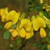 Coronilla Emerus (Hippocrepis) - Coronille Des Jardins 1 Coronilla Emerus (Hippocrepis) - Coronille Des Jardins -MAO PLANTES Magasin Hippocrepis Coronilla emerus 84096 1