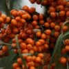 Hippophae Rhamnoides Friesdorfer Orange - Argousier -MAO PLANTES Magasin Hippophae rhamnoides Friesdorfer Orange 82925 1