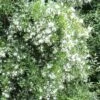 Hoheria Sexstylosa Snow White -MAO PLANTES Magasin Hoheria sexstylosa Snow White 85496 1