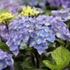 Hortensia - Hydrangea Macrophylla Black Steel Purple -MAO PLANTES Magasin Hortensia Hydrangea macrophylla Black Steel Purple IF 17907 1