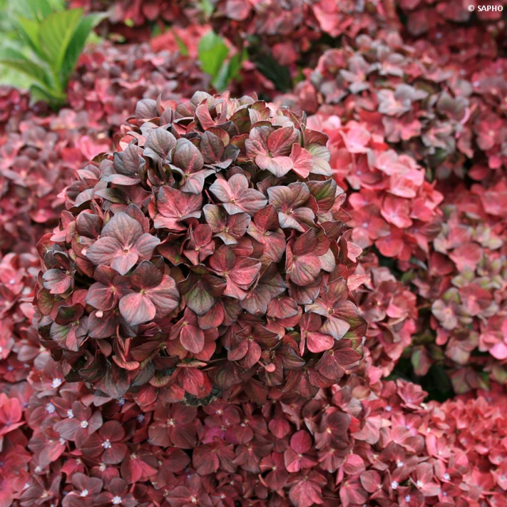 Hortensia - Hydrangea Macrophylla Chocolate Ever Belles Hokomachoko 3 Hortensia - Hydrangea Macrophylla Chocolate Ever Belles Hokomachoko
