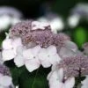 Hortensia Macrophylla Cloudi -MAO PLANTES Magasin Hortensia Hydrangea macrophylla Cloudi copyright 1006451 1