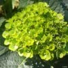 Hortensia - Hydrangea Macrophylla Green Ever Belles -MAO PLANTES Magasin Hortensia Hydrangea macrophylla Green Ever Belles Hortmagreclo copyright 183801 1