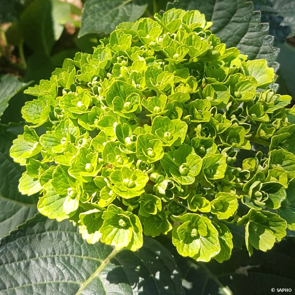 Hortensia - Hydrangea Macrophylla Green Ever Belles 3 Hortensia - Hydrangea Macrophylla Green Ever Belles