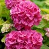 Hortensia - Hydrangea Macrophylla Pink Pop -MAO PLANTES Magasin Hortensia Hydrangea macrophylla Pink Pop Music Collection copyright 183421 1