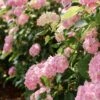 Hortensia - Hydrangea Macrophylla Soft Pink Salsa -MAO PLANTES Magasin Hortensia Hydrangea macrophylla Soft Pink Salsa Music Collection copyright 183431 1