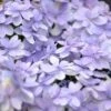 Hortensia Macrophylla Stellar Bleu -MAO PLANTES Magasin Hortensia Hydrangea macrophylla Stellar Bleu copyright 1006552 1