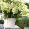 Hydrangea Paniculata Little Fresco- Hortensia Paniculé Nain -MAO PLANTES Magasin Hortensia Hydrangea paniculata Little Fresco 16346 1