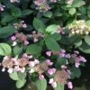 Hortensia - Hydrangea Serrata Magic Pillow -MAO PLANTES Magasin Hortensia Hydrangea serrata Magic Pillow IF 182981 1