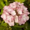 Hortensia - Hydrangea Macrophylla Sabrina -MAO PLANTES Magasin Hortensia Sabrina 67872 1