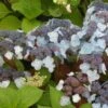 Hortensia - Hydrangea Serrata Shojo -MAO PLANTES Magasin Hortensia Shojo 67827 1