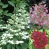 Hydrangea Paniculata Wim's Red - Hortensia Paniculé -MAO PLANTES Magasin Hortensia WimsRed juli 67828 1