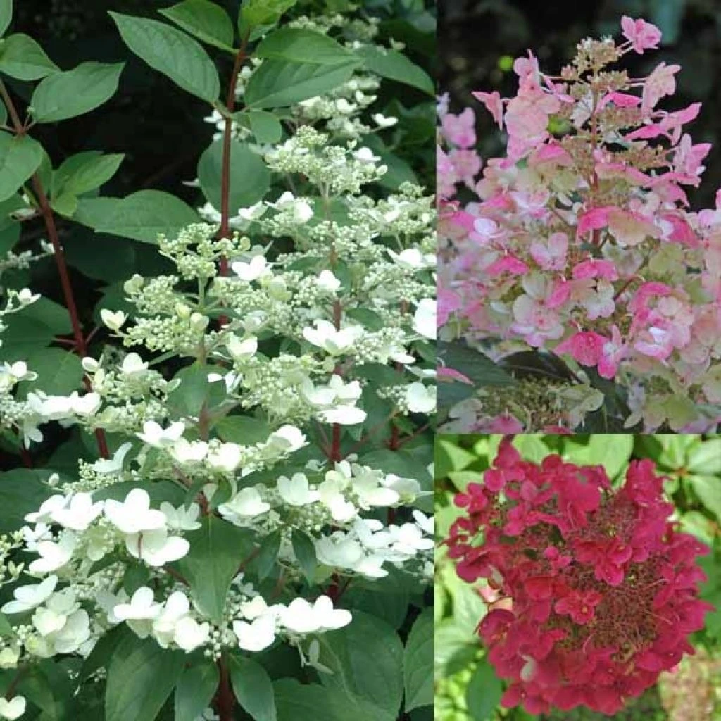 Hydrangea Paniculata Wim's Red - Hortensia Paniculé 3 Hydrangea Paniculata Wim's Red - Hortensia Paniculé