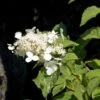 Hortensia - Hydrangea Paniculata White Moth 1 Hortensia - Hydrangea Paniculata White Moth -MAO PLANTES Magasin Hortensia paniculata White Moth 67816 1