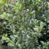 Houx - Ilex X Meserveae Heckenpracht -MAO PLANTES Magasin Houx Ilex x meserveae Heckenpracht V 1001281 1