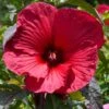 Hibiscus Moscheutos Rouge -MAO PLANTES Magasin Hubiscus moschetos rouge copyright 846041 1